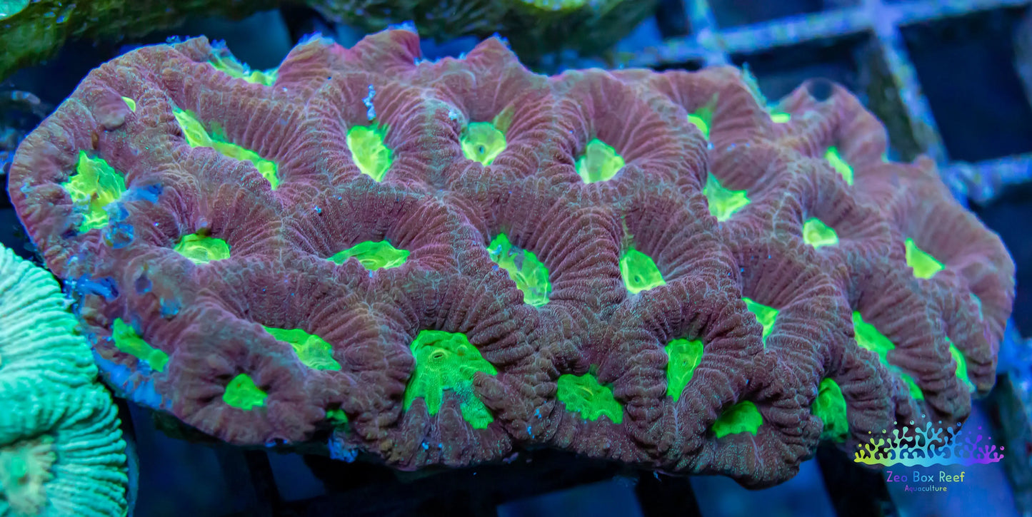 Favia Coral- LPS- Dragon Soul Favia Favia Coral- LPS- Dragon Soul Favia  Favia Coral- LPS- Dragon Soul Favia Zeo Box Reef