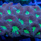 Favia Coral- LPS- Dragon Soul Favia Favia Coral- LPS- Dragon Soul Favia  Favia Coral- LPS- Dragon Soul Favia Zeo Box Reef