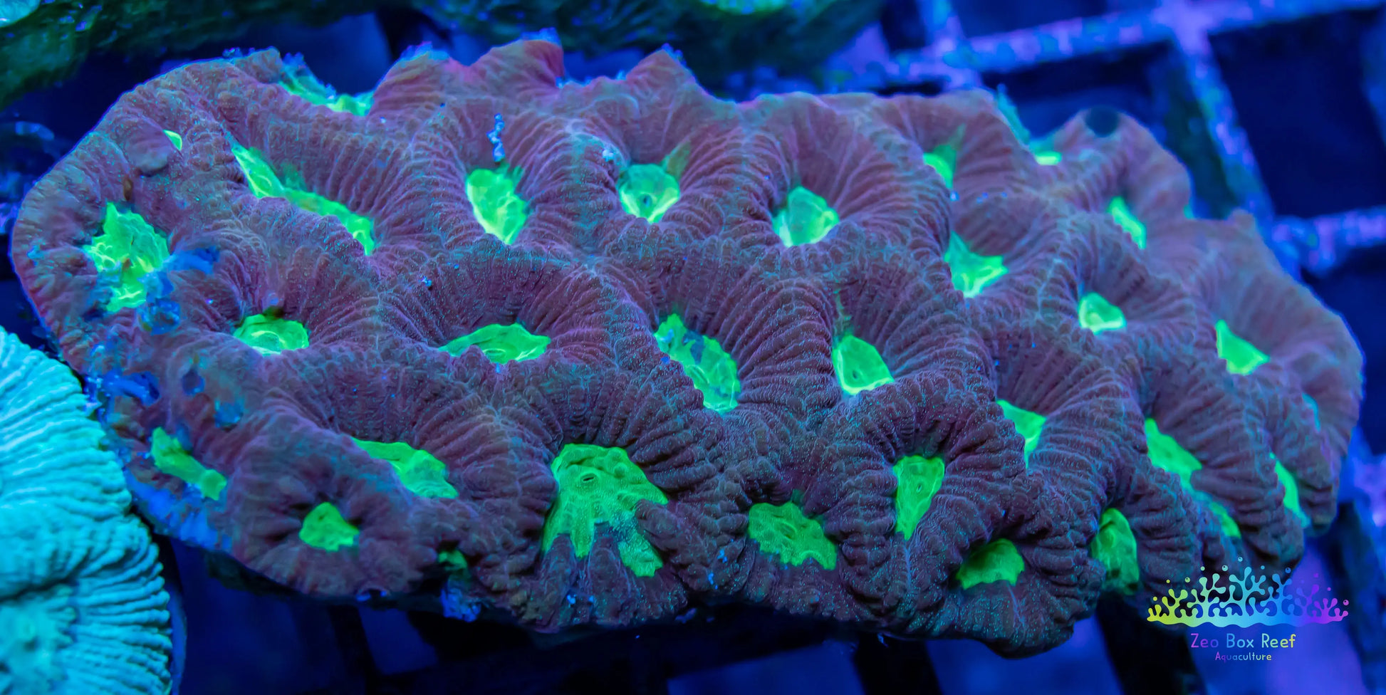 Favia Coral- LPS- Dragon Soul Favia Favia Coral- LPS- Dragon Soul Favia  Favia Coral- LPS- Dragon Soul Favia Zeo Box Reef
