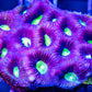 Favia Coral- LPS- Favia  7cm WYSIWYG Favia Coral- LPS- Favia  7cm WYSIWYG Aquarium Decor Favia Coral- LPS- Favia  7cm WYSIWYG Zeo Box Reef