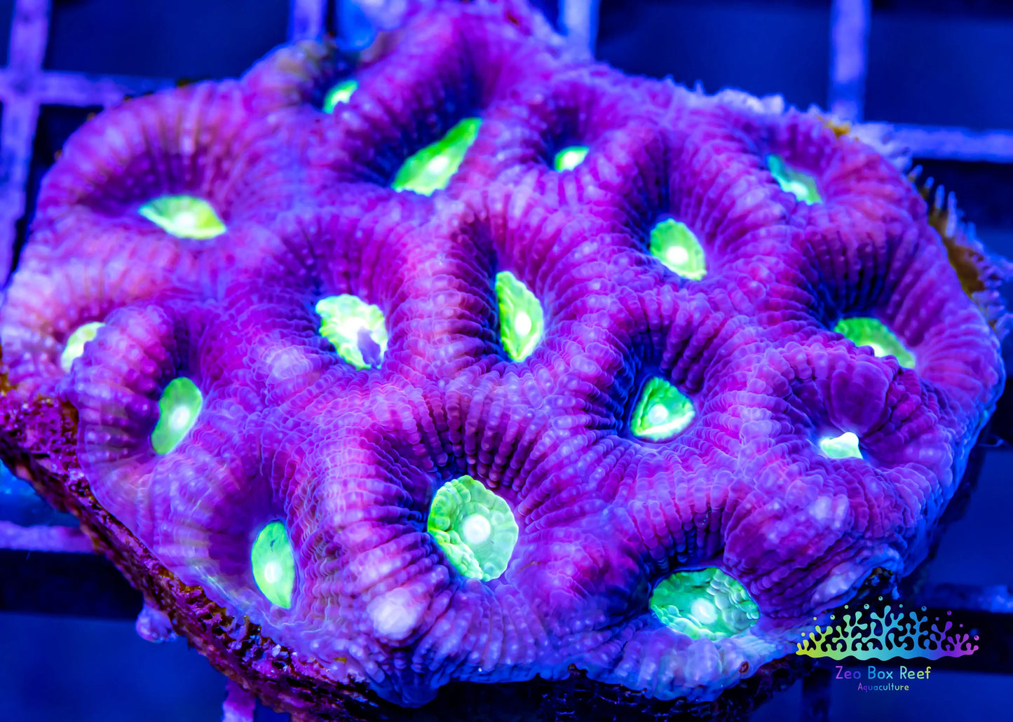 Favia Coral- LPS- Favia  7cm WYSIWYG Favia Coral- LPS- Favia  7cm WYSIWYG Aquarium Decor Favia Coral- LPS- Favia  7cm WYSIWYG Zeo Box Reef