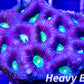 Favia Coral- LPS- Favia  7cm WYSIWYG Favia Coral- LPS- Favia  7cm WYSIWYG Aquarium Decor Favia Coral- LPS- Favia  7cm WYSIWYG Zeo Box Reef