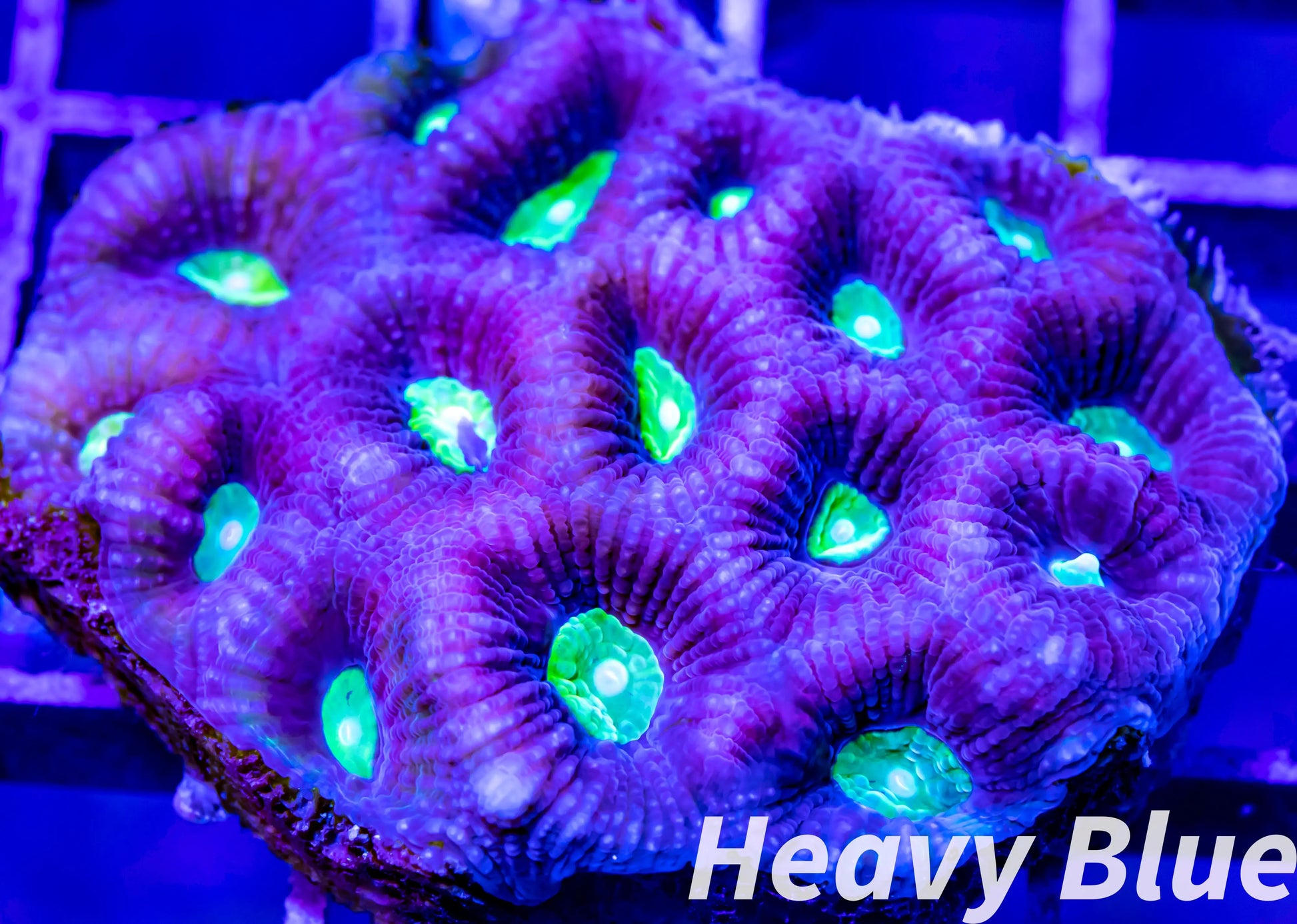Favia Coral- LPS- Favia  7cm WYSIWYG Favia Coral- LPS- Favia  7cm WYSIWYG Aquarium Decor Favia Coral- LPS- Favia  7cm WYSIWYG Zeo Box Reef
