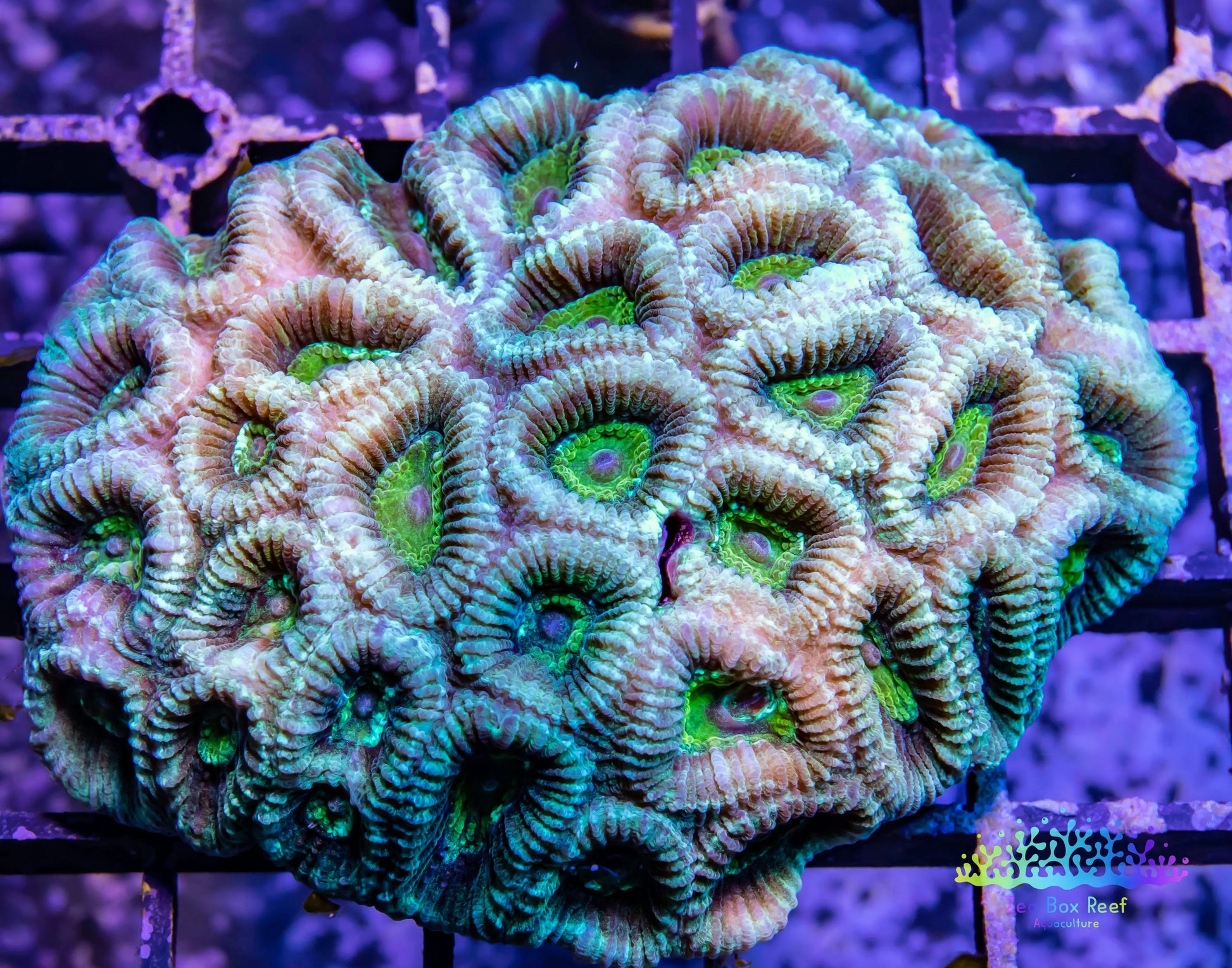 Favia Coral- LPS- Favia  7cm WYSIWYG Favia Coral- LPS- Favia  7cm WYSIWYG Aquarium Decor Favia Coral- LPS- Favia  7cm WYSIWYG Zeo Box Reef