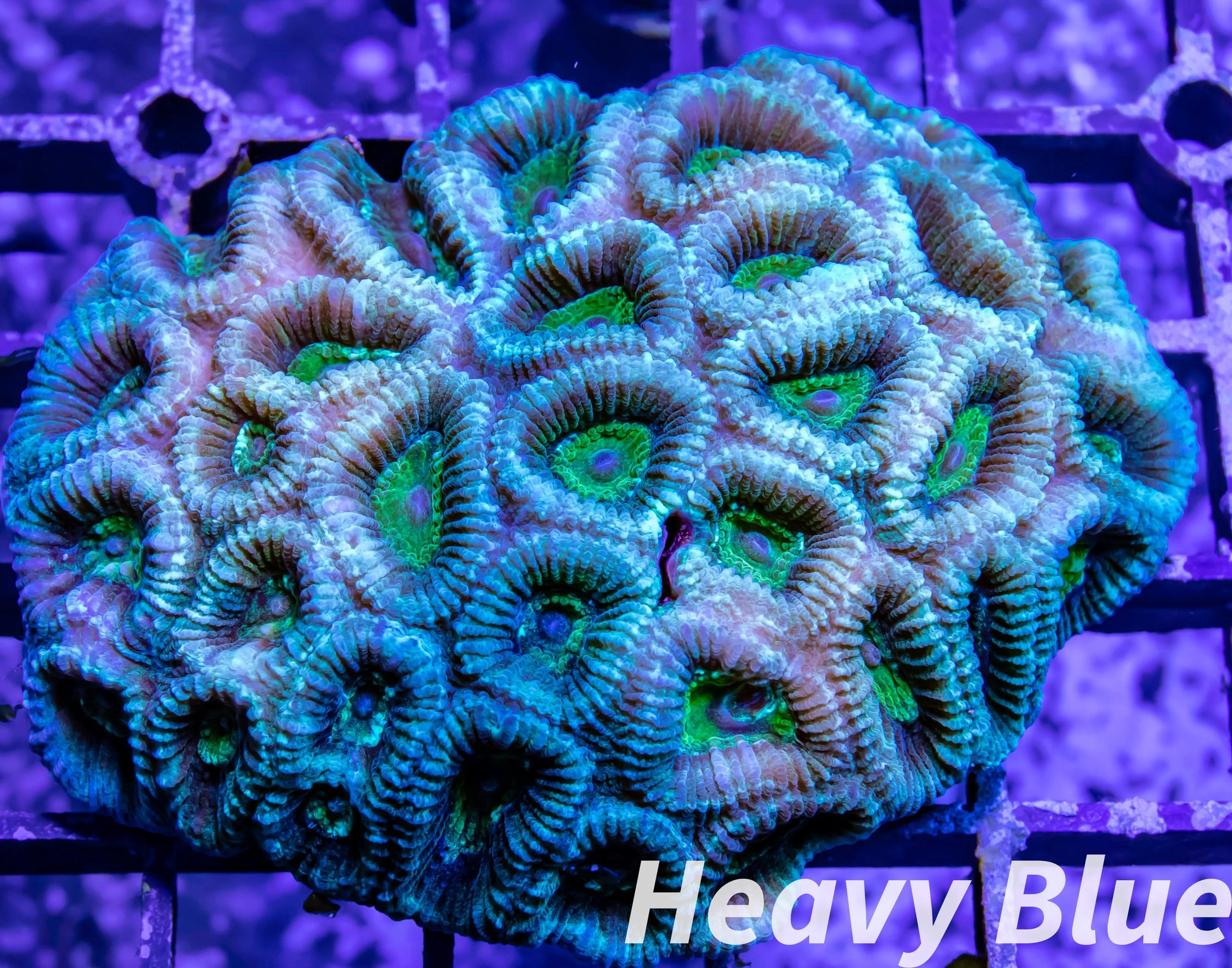 Favia Coral- LPS- Favia  7cm WYSIWYG Favia Coral- LPS- Favia  7cm WYSIWYG Aquarium Decor Favia Coral- LPS- Favia  7cm WYSIWYG Zeo Box Reef