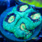 Favia Coral- LPS- Favia Frag WYSIWYG Favia Coral- LPS- Favia Frag WYSIWYG  Favia Coral- LPS- Favia Frag WYSIWYG Zeo Box Reef