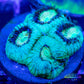 Favia Coral- LPS- Favia Frag WYSIWYG Favia Coral- LPS- Favia Frag WYSIWYG  Favia Coral- LPS- Favia Frag WYSIWYG Zeo Box Reef