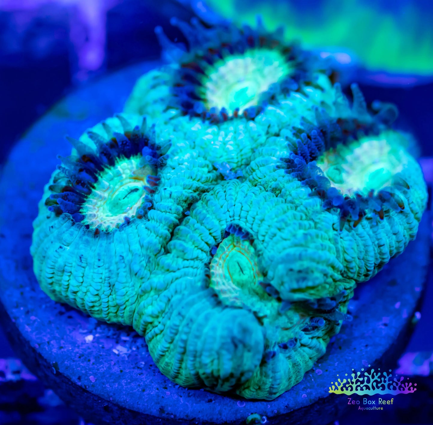 Favia Coral- LPS- Favia Frag WYSIWYG Favia Coral- LPS- Favia Frag WYSIWYG  Favia Coral- LPS- Favia Frag WYSIWYG Zeo Box Reef