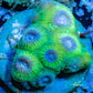 Favia Coral- LPS- Favia Frag WYSIWYG Favia Coral- LPS- Favia Frag WYSIWYG Aquarium Decor Favia Coral- LPS- Favia Frag WYSIWYG Zeo Box Reef