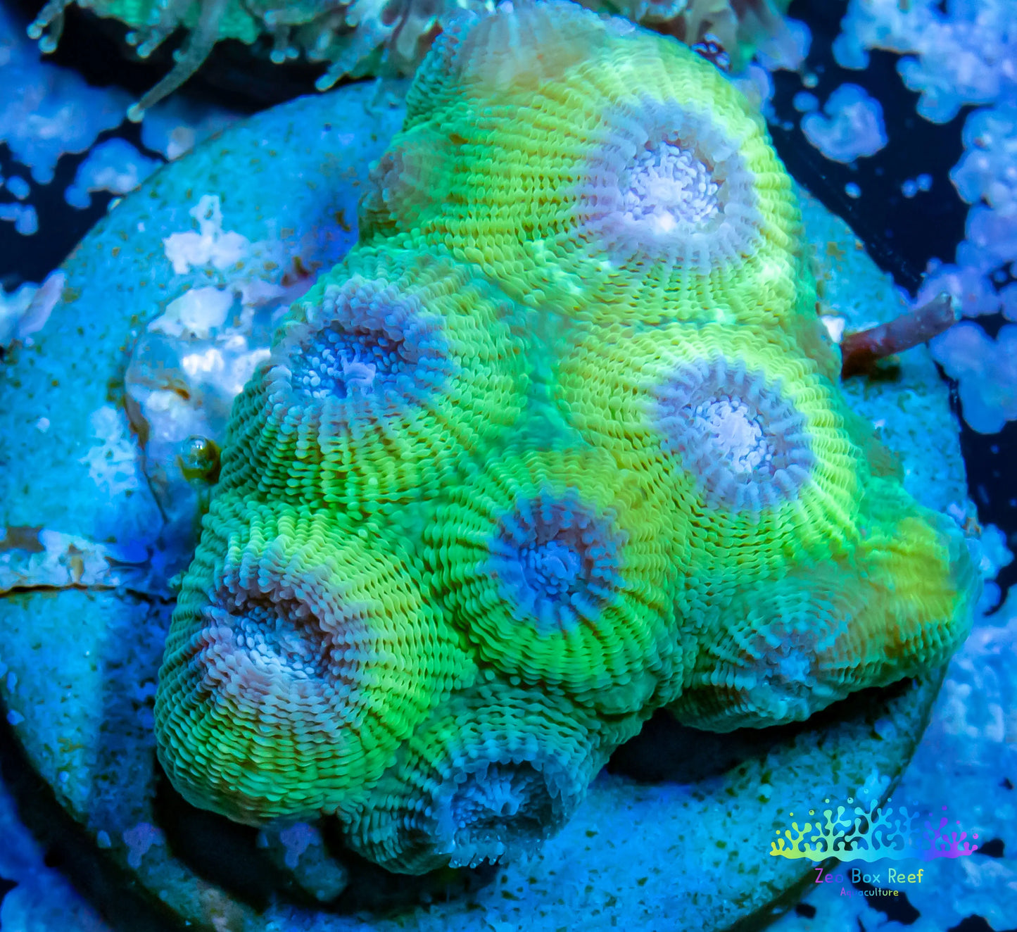 Favia Coral- LPS- Favia Frag WYSIWYG Favia Coral- LPS- Favia Frag WYSIWYG Aquarium Decor Favia Coral- LPS- Favia Frag WYSIWYG Zeo Box Reef