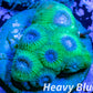 Favia Coral- LPS- Favia Frag WYSIWYG Favia Coral- LPS- Favia Frag WYSIWYG Aquarium Decor Favia Coral- LPS- Favia Frag WYSIWYG Zeo Box Reef