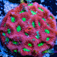 Favia Coral- LPS- Favia Frag WYSIWYG Favia Coral- LPS- Favia Frag WYSIWYG Aquarium Decor Favia Coral- LPS- Favia Frag WYSIWYG Zeo Box Reef