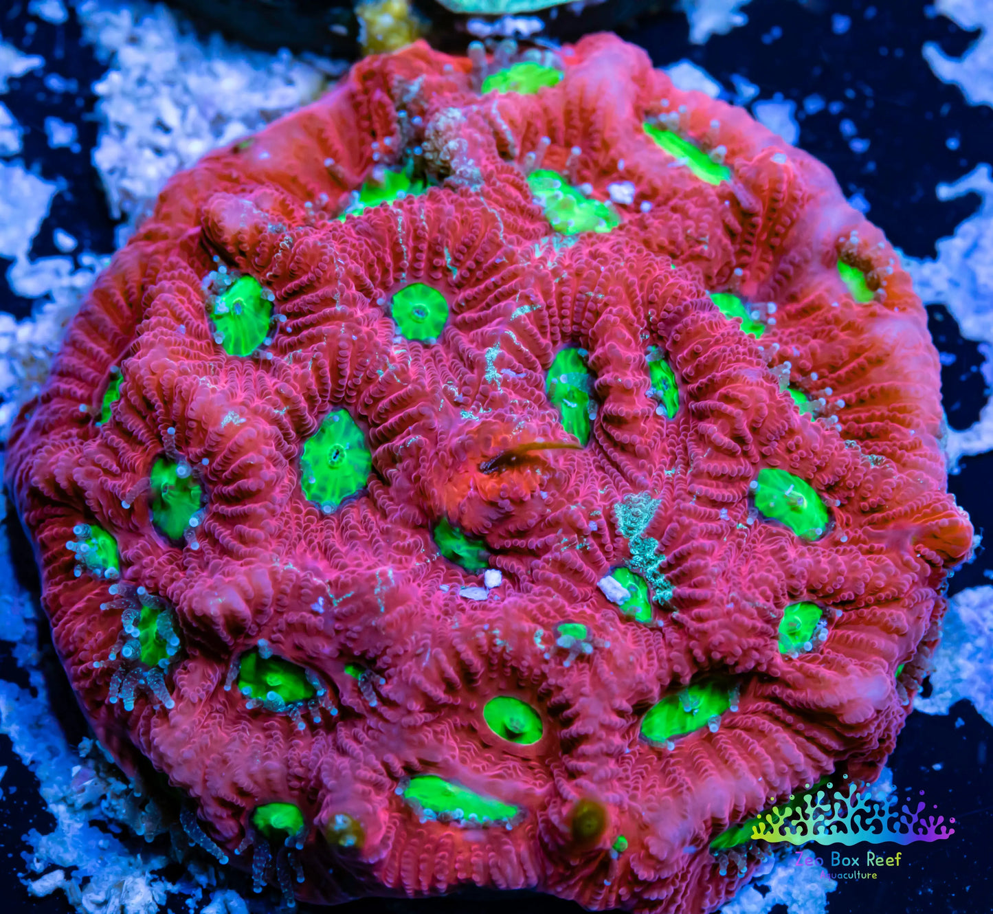 Favia Coral- LPS- Favia Frag WYSIWYG Favia Coral- LPS- Favia Frag WYSIWYG Aquarium Decor Favia Coral- LPS- Favia Frag WYSIWYG Zeo Box Reef