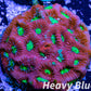 Favia Coral- LPS- Favia Frag WYSIWYG Favia Coral- LPS- Favia Frag WYSIWYG Aquarium Decor Favia Coral- LPS- Favia Frag WYSIWYG Zeo Box Reef