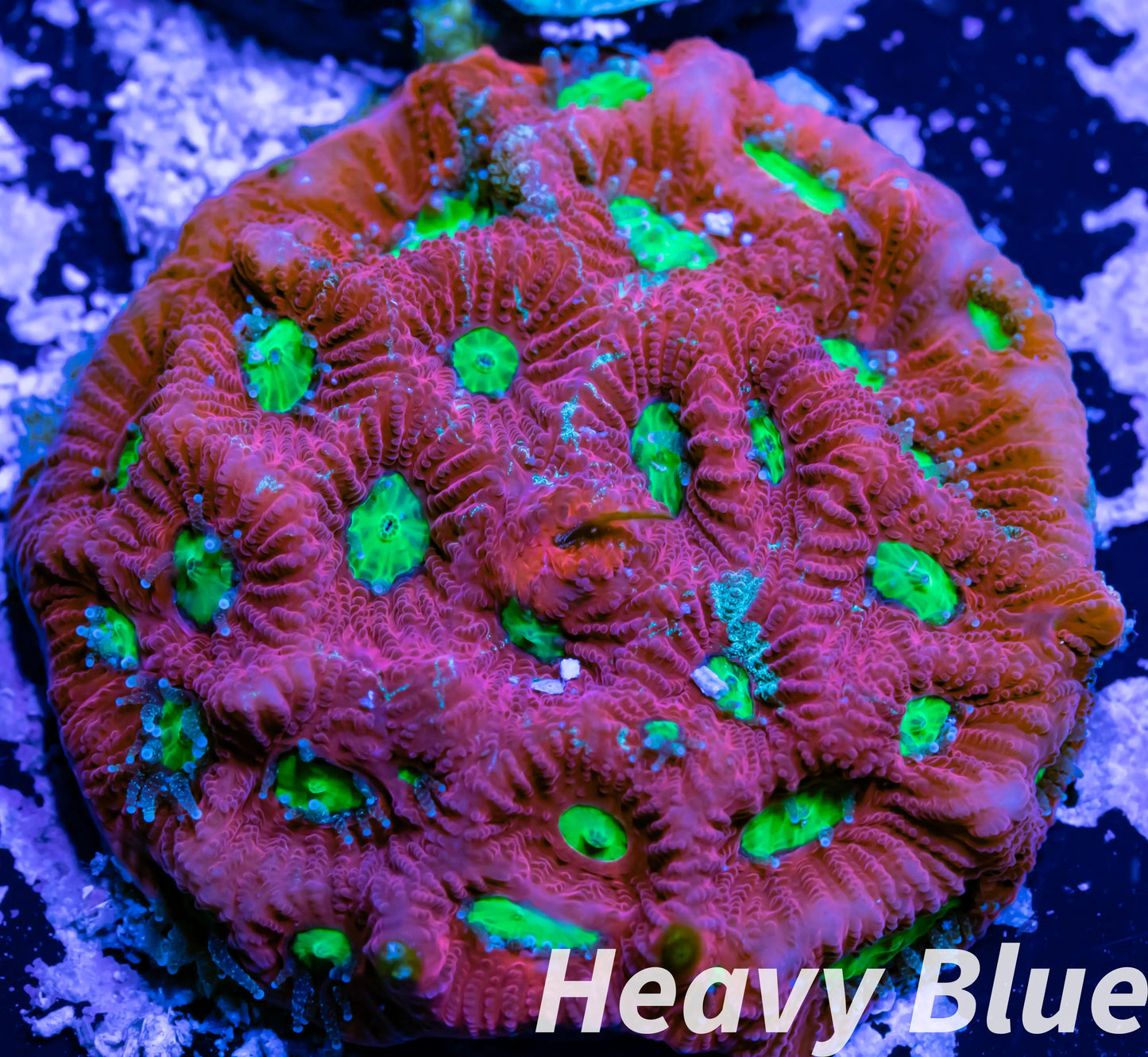 Favia Coral- LPS- Favia Frag WYSIWYG Favia Coral- LPS- Favia Frag WYSIWYG Aquarium Decor Favia Coral- LPS- Favia Frag WYSIWYG Zeo Box Reef