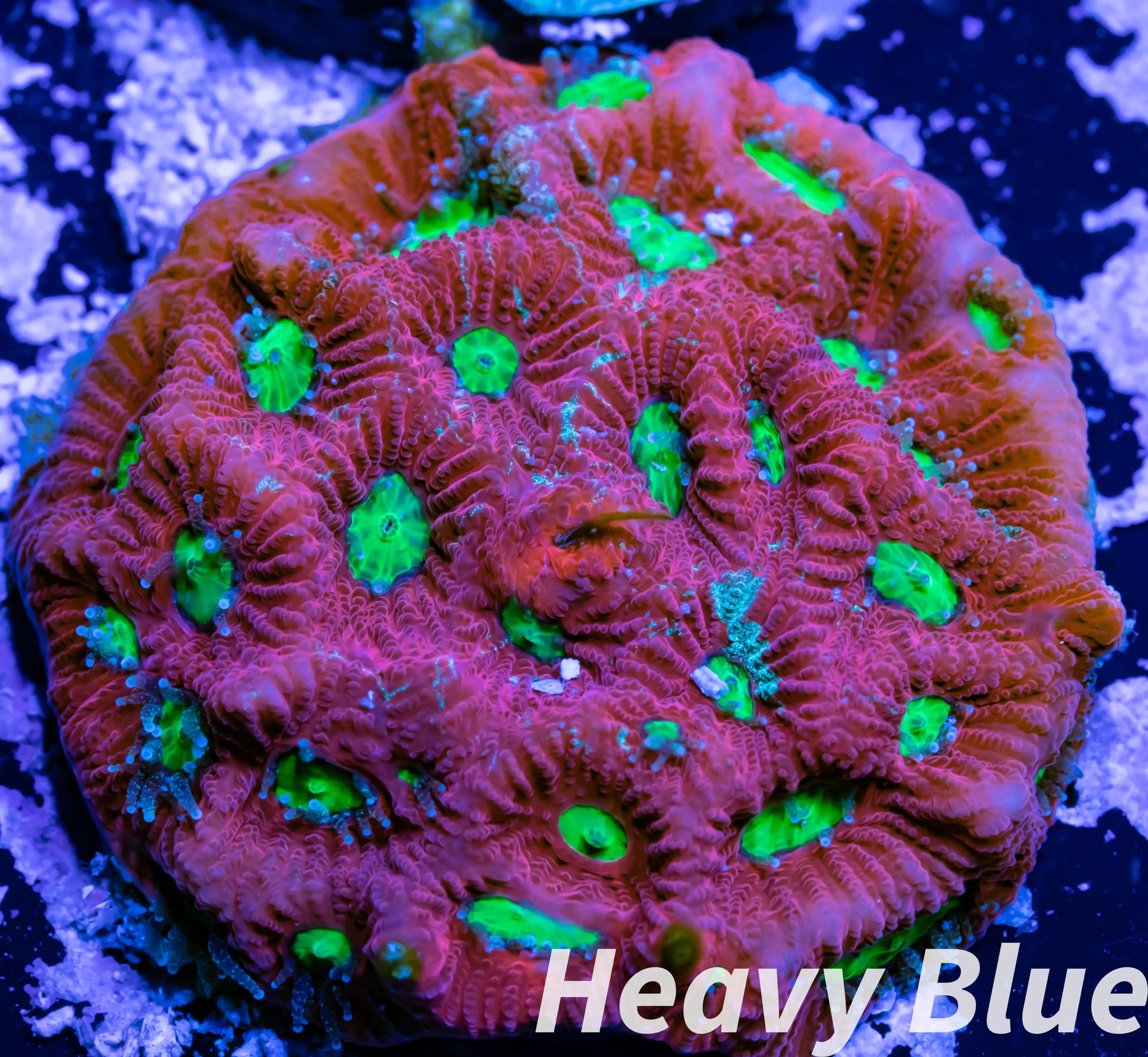 Favia Coral- LPS- Favia Frag WYSIWYG Favia Coral- LPS- Favia Frag WYSIWYG Aquarium Decor Favia Coral- LPS- Favia Frag WYSIWYG Zeo Box Reef