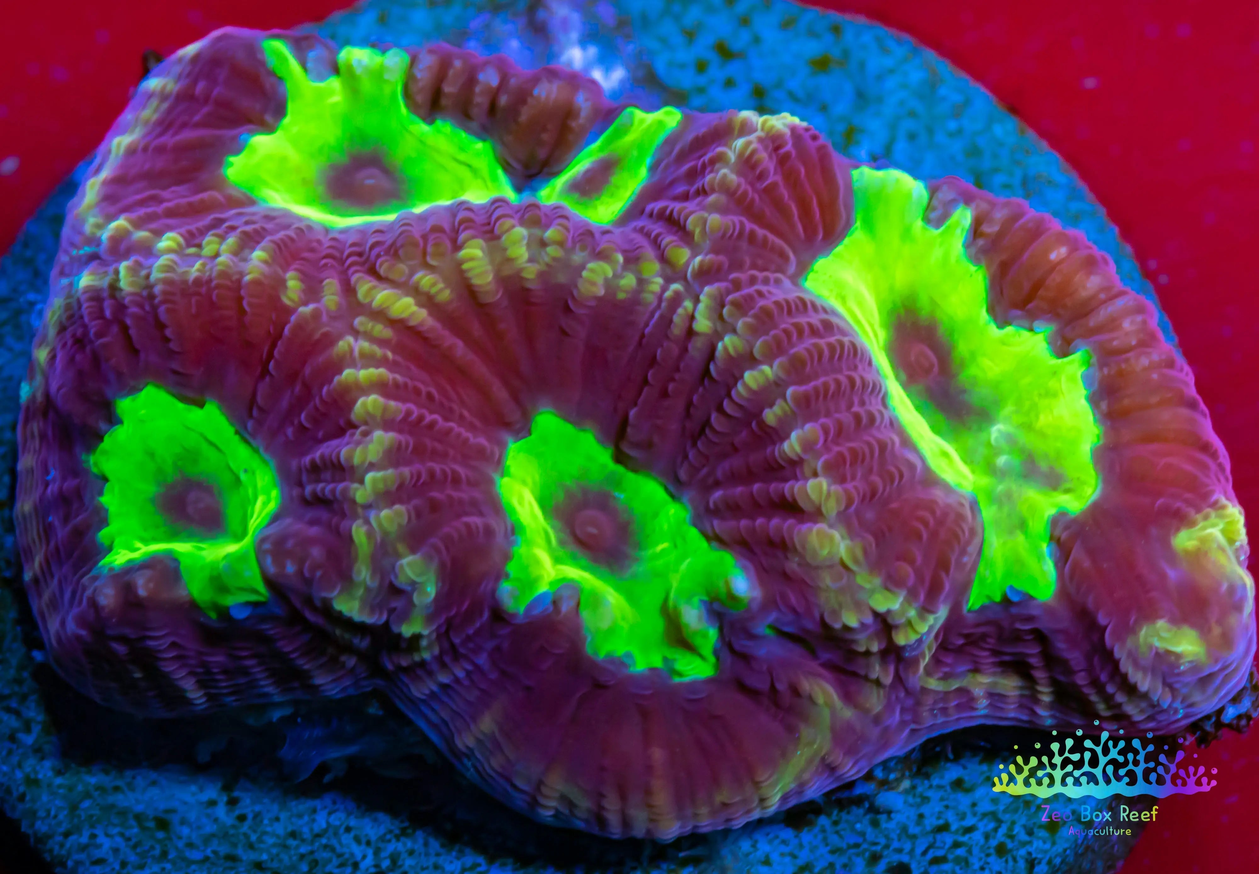 Favia Coral- LPS- Favia Frag – Zeo Box Reef Aquaculture