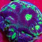 Favia Coral- LPS- Favia Frag Favia Coral- LPS- Favia Frag Aquarium Decor Favia Coral- LPS- Favia Frag Zeo Box Reef