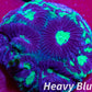 Favia Coral- LPS- Favia Frag Favia Coral- LPS- Favia Frag Aquarium Decor Favia Coral- LPS- Favia Frag Zeo Box Reef