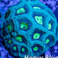 Favia Coral- LPS- Favia WYSIWYG 4cm Favia Coral- LPS- Favia WYSIWYG 4cm Aquarium Decor Favia Coral- LPS- Favia WYSIWYG 4cm Zeo Box Reef