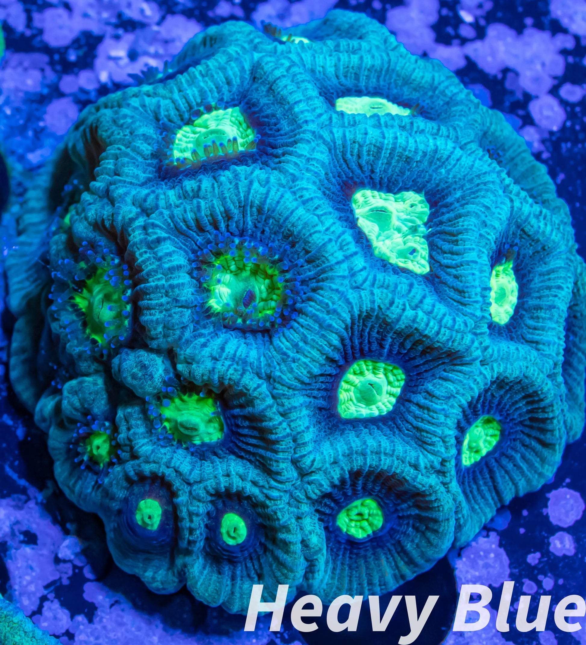 Favia Coral- LPS- Favia WYSIWYG 4cm Favia Coral- LPS- Favia WYSIWYG 4cm Aquarium Decor Favia Coral- LPS- Favia WYSIWYG 4cm Zeo Box Reef