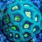 Favia Coral- LPS- Favia WYSIWYG 4cm Favia Coral- LPS- Favia WYSIWYG 4cm Aquarium Decor Favia Coral- LPS- Favia WYSIWYG 4cm Zeo Box Reef