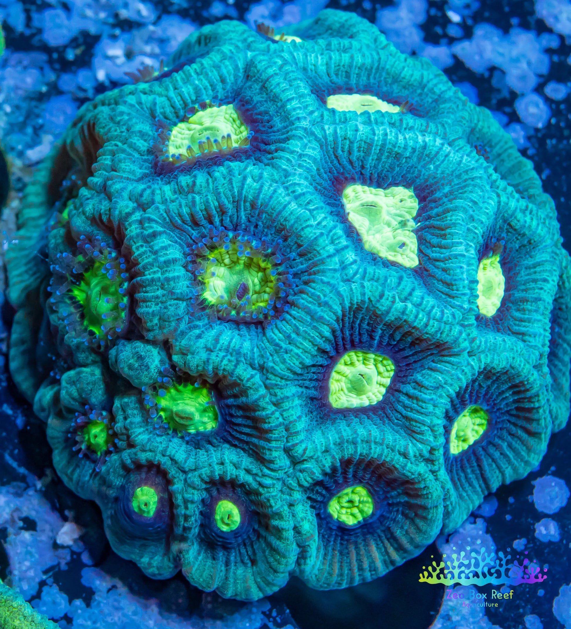 Favia Coral- LPS- Favia WYSIWYG 4cm Favia Coral- LPS- Favia WYSIWYG 4cm Aquarium Decor Favia Coral- LPS- Favia WYSIWYG 4cm Zeo Box Reef