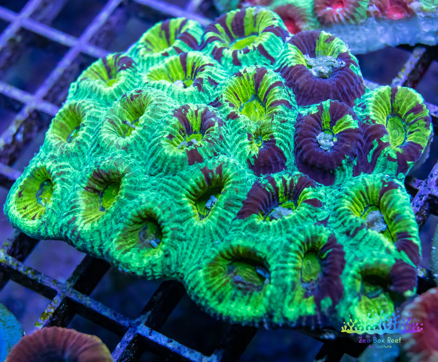 Favia Coral- LPS- Favia WYSIWYG Favia Coral- LPS- Favia WYSIWYG Animals & Pet Supplies Favia Coral- LPS- Favia WYSIWYG Zeo Box Reef