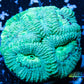 Favia Coral- LPS- Favia frag WYSIWYG Favia Coral- LPS- Favia frag WYSIWYG Aquarium Decor Favia Coral- LPS- Favia frag WYSIWYG Zeo Box Reef