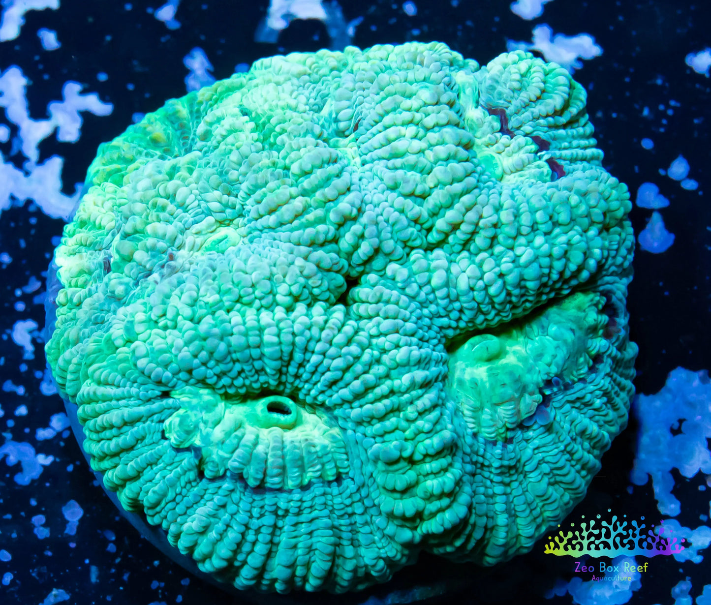 Favia Coral- LPS- Favia frag WYSIWYG Favia Coral- LPS- Favia frag WYSIWYG Aquarium Decor Favia Coral- LPS- Favia frag WYSIWYG Zeo Box Reef