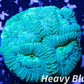 Favia Coral- LPS- Favia frag WYSIWYG Favia Coral- LPS- Favia frag WYSIWYG Aquarium Decor Favia Coral- LPS- Favia frag WYSIWYG Zeo Box Reef