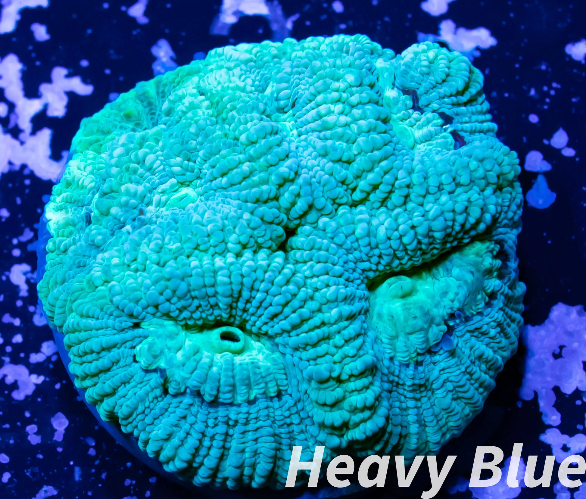 Favia Coral- LPS- Favia frag WYSIWYG Favia Coral- LPS- Favia frag WYSIWYG Aquarium Decor Favia Coral- LPS- Favia frag WYSIWYG Zeo Box Reef