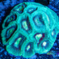 Favia Coral- LPS- Favia mini colony WYSIWYG 4cm Favia Coral- LPS- Favia mini colony WYSIWYG 4cm Aquarium Decor Favia Coral- LPS- Favia mini colony WYSIWYG 4cm Zeo Box Reef