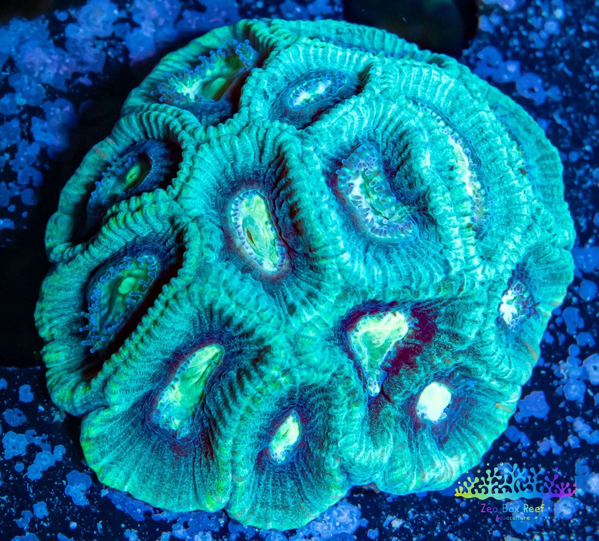 Favia Coral- LPS- Favia mini colony WYSIWYG 4cm Favia Coral- LPS- Favia mini colony WYSIWYG 4cm Aquarium Decor Favia Coral- LPS- Favia mini colony WYSIWYG 4cm Zeo Box Reef
