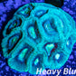 Favia Coral- LPS- Favia mini colony WYSIWYG 4cm Favia Coral- LPS- Favia mini colony WYSIWYG 4cm Aquarium Decor Favia Coral- LPS- Favia mini colony WYSIWYG 4cm Zeo Box Reef