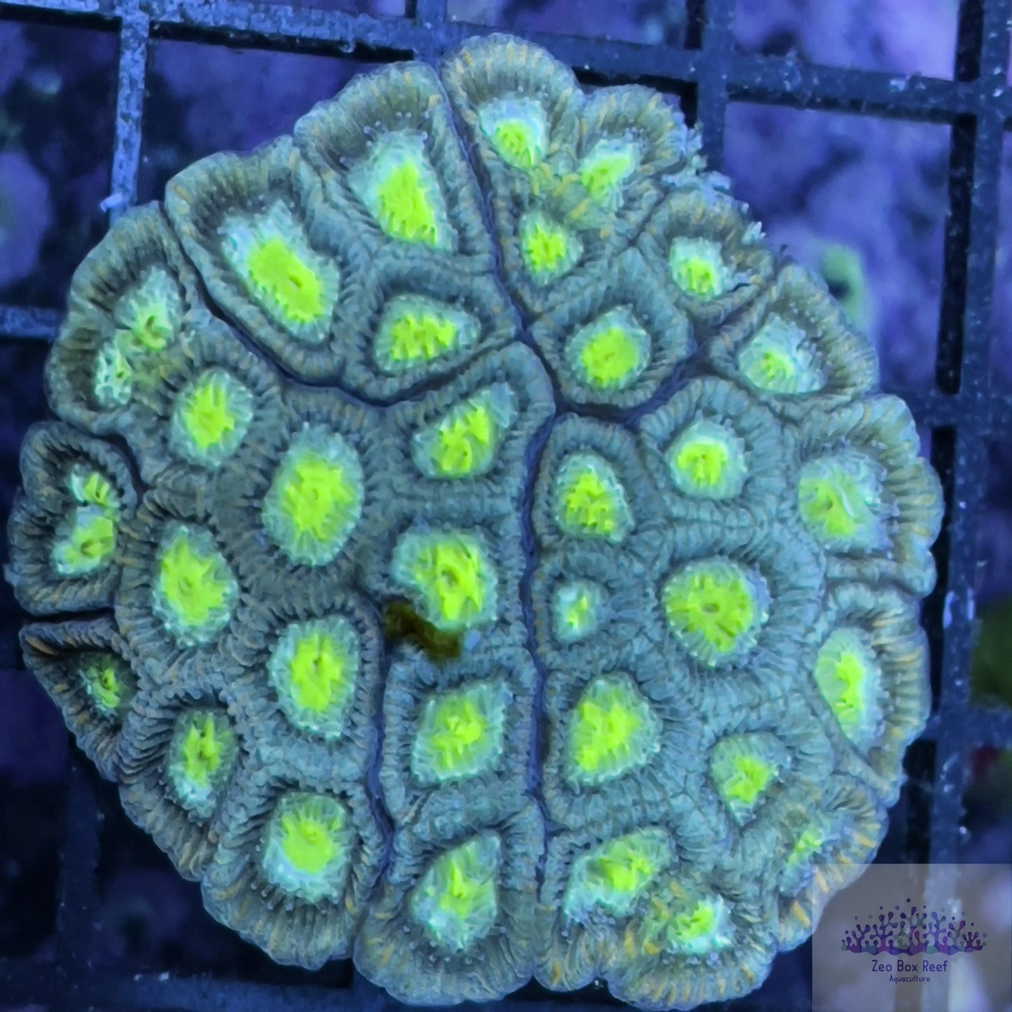 Favia veroni Coral- LPS- Green, Blue, Purple with Toxic Green eyes Favia veroni Coral- LPS- Green, Blue, Purple with Toxic Green eyes  Favia veroni Coral- LPS- Green, Blue, Purple with Toxic Green eyes Zeo Box Reef