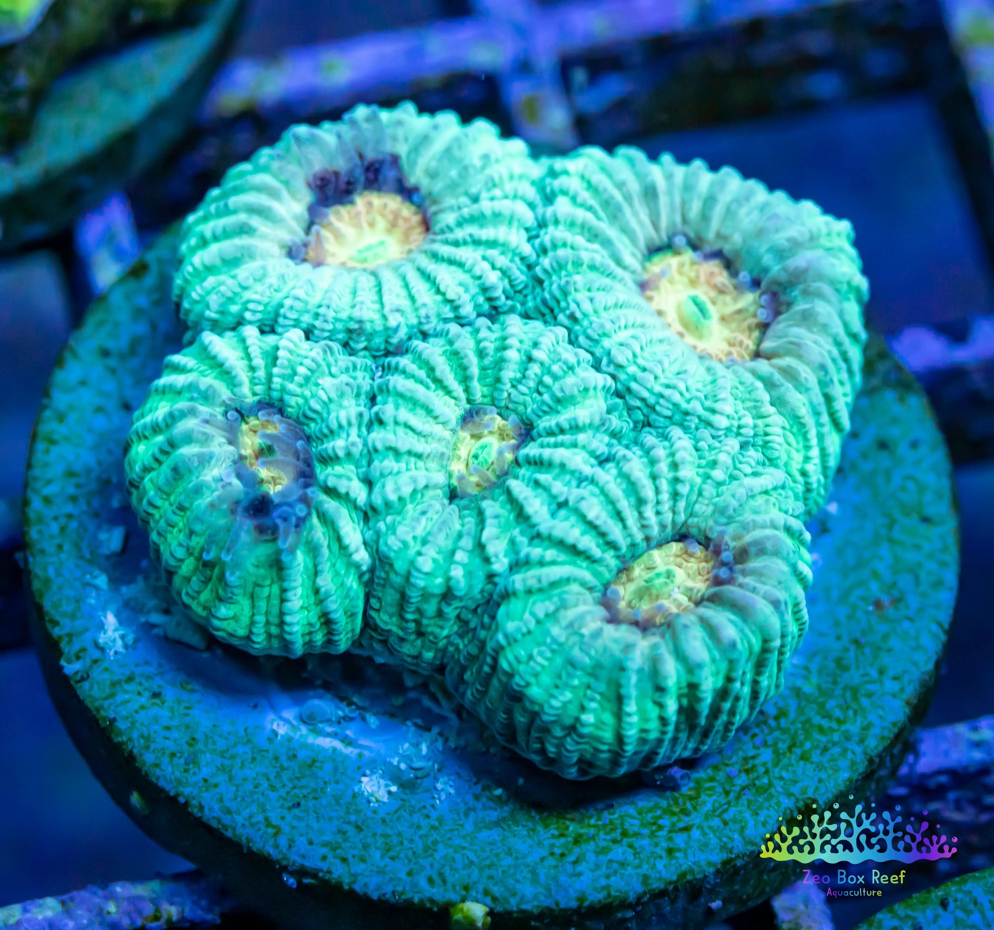 Favites Coral- LPS- Favia Frag WYSIWYG Favites Coral- LPS- Favia Frag WYSIWYG  Favites Coral- LPS- Favia Frag WYSIWYG Zeo Box Reef