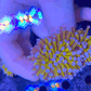 Euphyllia Glabrescens Coral- LPS- Blue Tip 24K Gold Torch Coral 8cm WYSIWYG