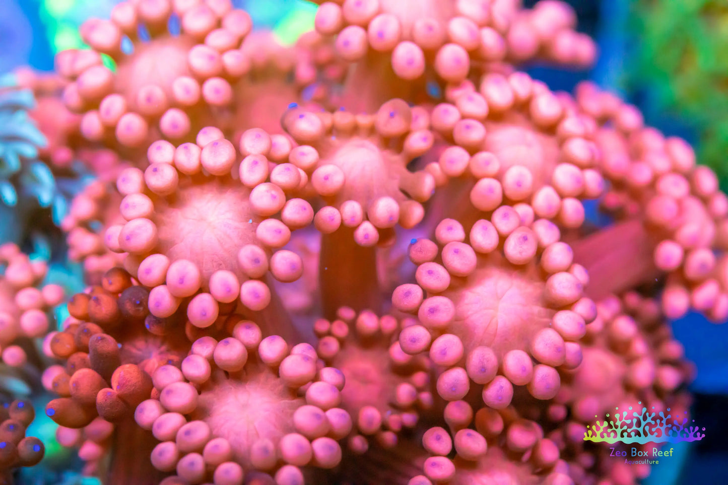 Goniopera Coral - LPS - Goni Frag Goniopera Coral - LPS - Goni Frag  Goniopera Coral - LPS - Goni Frag Zeo Box Reef