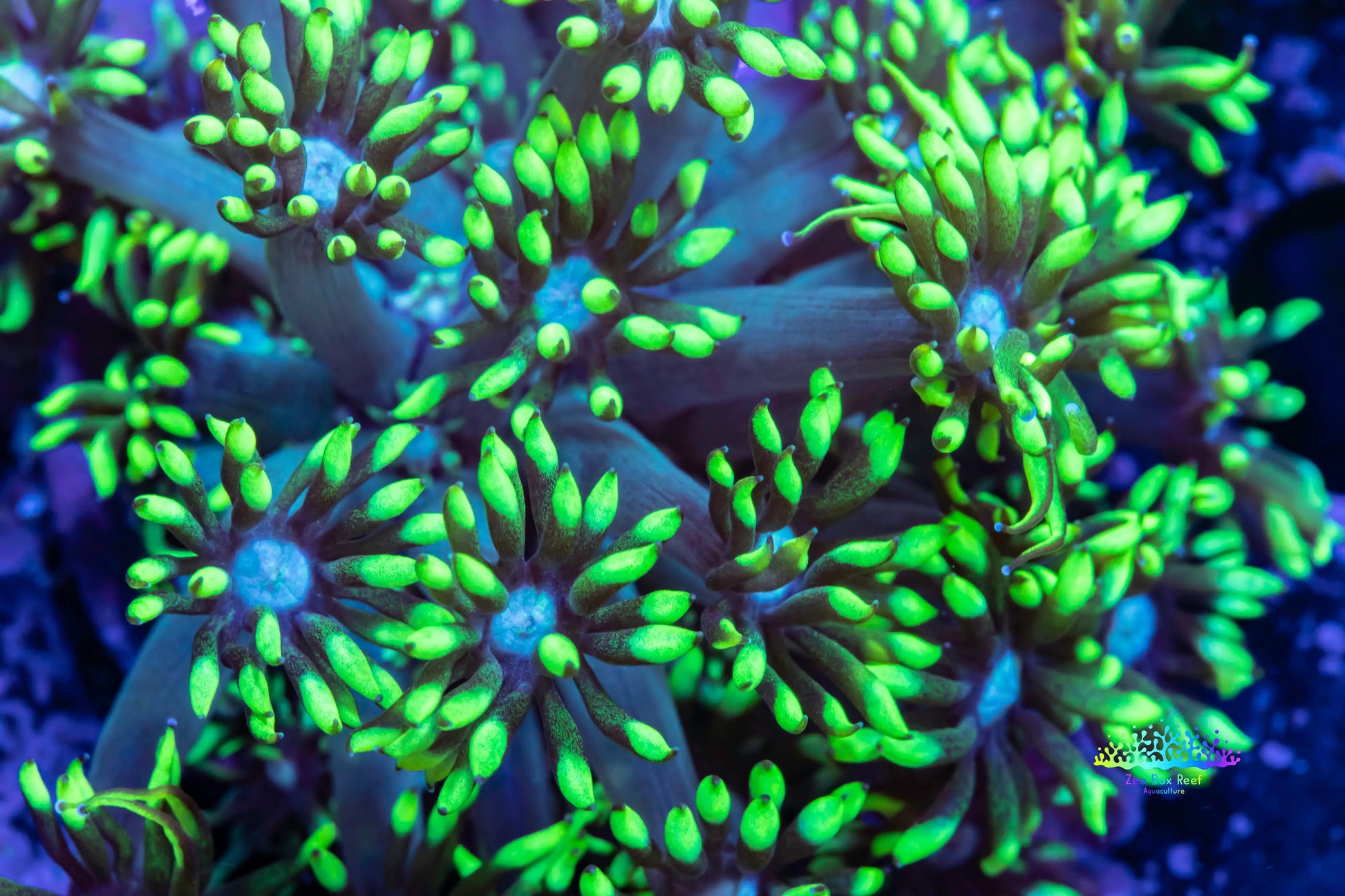 Goniopora Coral - Frag- Goni - WYSIWYG Goniopora Coral - Frag- Goni - WYSIWYG Animals & Pet Supplies Goniopora Coral - Frag- Goni - WYSIWYG Zeo Box Reef