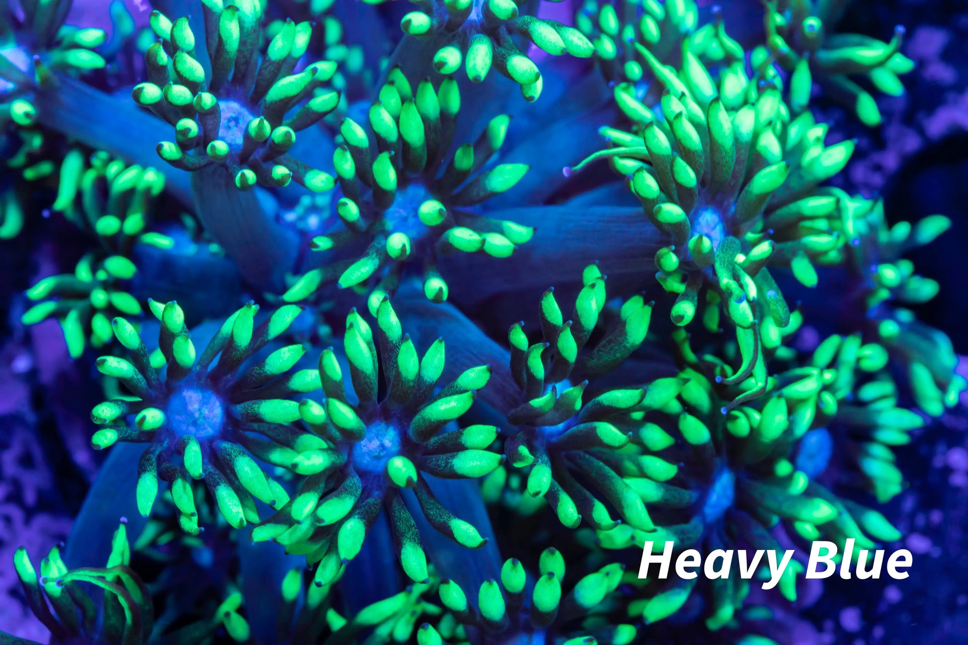 Goniopora Coral - Frag- Goni - WYSIWYG Goniopora Coral - Frag- Goni - WYSIWYG Animals & Pet Supplies Goniopora Coral - Frag- Goni - WYSIWYG Zeo Box Reef