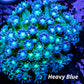 Goniopora Coral - Goni 5cm - WYSIWYG Goniopora Coral - Goni 5cm - WYSIWYG Animals & Pet Supplies Goniopora Coral - Goni 5cm - WYSIWYG Zeo Box Reef