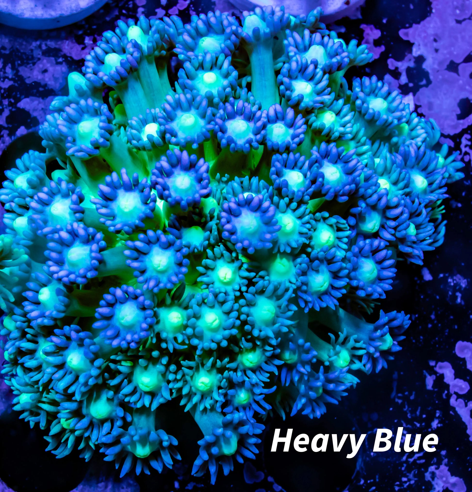 Goniopora Coral - Goni 5cm - WYSIWYG Goniopora Coral - Goni 5cm - WYSIWYG Animals & Pet Supplies Goniopora Coral - Goni 5cm - WYSIWYG Zeo Box Reef