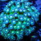Goniopora Coral - Goni 5cm - WYSIWYG Goniopora Coral - Goni 5cm - WYSIWYG Animals & Pet Supplies Goniopora Coral - Goni 5cm - WYSIWYG Zeo Box Reef
