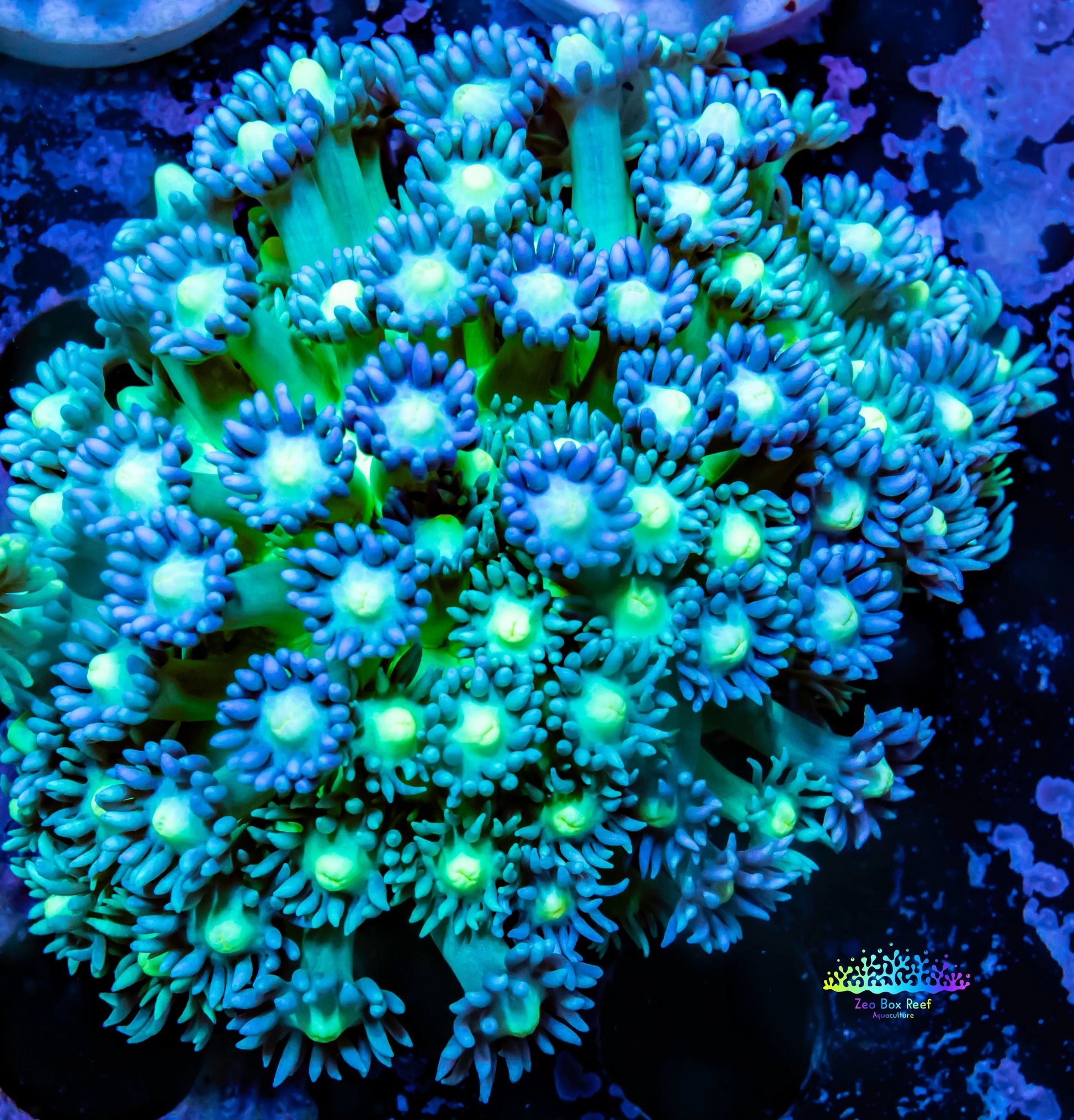 Goniopora Coral - Goni 5cm - WYSIWYG Goniopora Coral - Goni 5cm - WYSIWYG Animals & Pet Supplies Goniopora Coral - Goni 5cm - WYSIWYG Zeo Box Reef