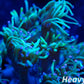 Goniopora Coral - LPS - Frag-  Goni Goniopora Coral - LPS - Frag-  Goni Pet Supplies Goniopora Coral - LPS - Frag-  Goni Zeo Box Reef