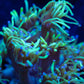Goniopora Coral - LPS - Frag-  Goni Goniopora Coral - LPS - Frag-  Goni Pet Supplies Goniopora Coral - LPS - Frag-  Goni Zeo Box Reef
