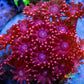 Goniopora Coral - LPS - Frag- Goni - WYSIWYG Goniopora Coral - LPS - Frag- Goni - WYSIWYG Animals & Pet Supplies Goniopora Coral - LPS - Frag- Goni - WYSIWYG Zeo Box Reef