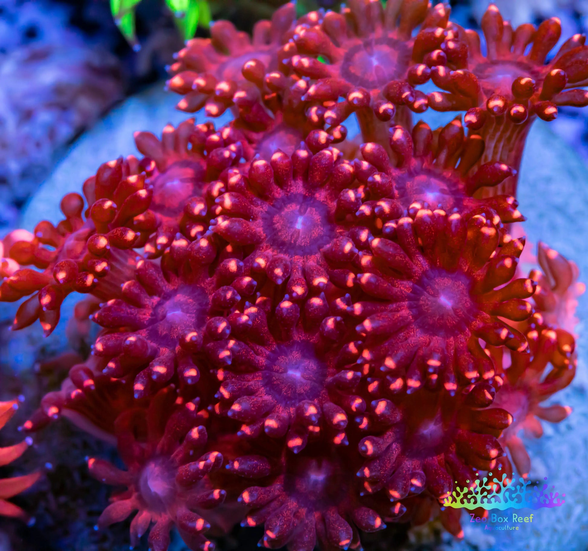 Goniopora Coral - LPS - Frag- Goni - WYSIWYG Goniopora Coral - LPS - Frag- Goni - WYSIWYG Animals & Pet Supplies Goniopora Coral - LPS - Frag- Goni - WYSIWYG Zeo Box Reef