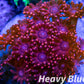 Goniopora Coral - LPS - Frag- Goni - WYSIWYG Goniopora Coral - LPS - Frag- Goni - WYSIWYG Animals & Pet Supplies Goniopora Coral - LPS - Frag- Goni - WYSIWYG Zeo Box Reef